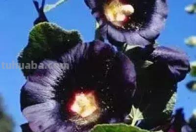 花的花语(100种)