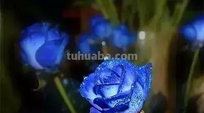 花的花语(100种)