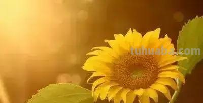 花的花语(100种)