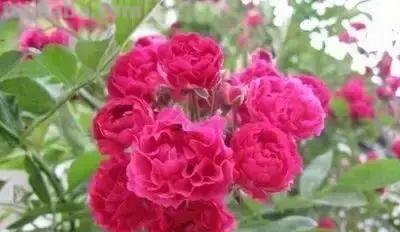 花的花语(100种)