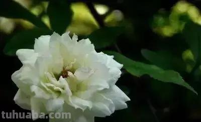 花的花语(100种)