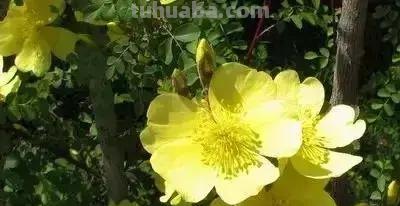 花的花语(100种)