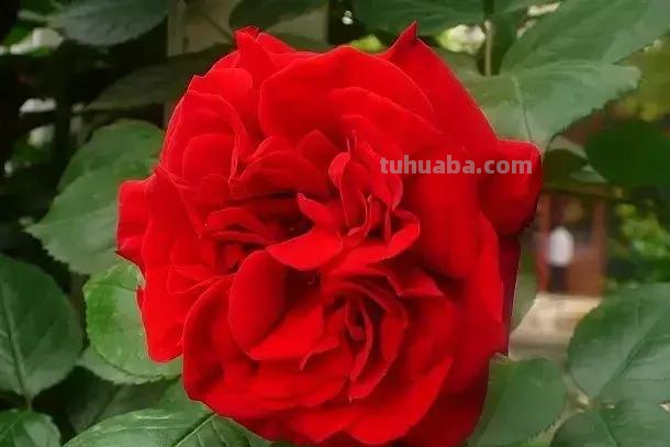 花的花语(100种)