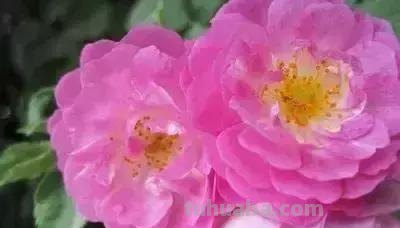 花的花语(100种)