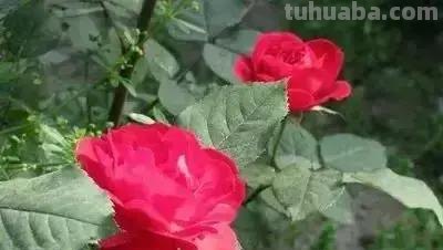 花的花语(100种)