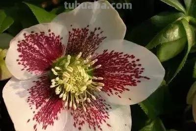 花的花语(100种)