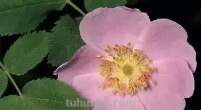 花的花语(100种)