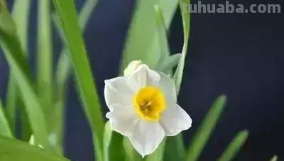 花的花语(100种)