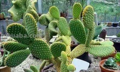 花的花语(100种)