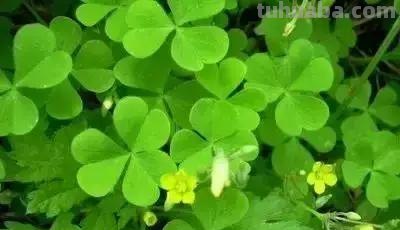 花的花语(100种)