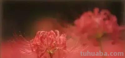 花的花语(100种)