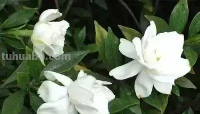 花的花语(100种)