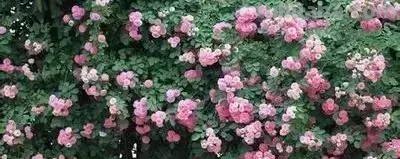 花的花语(100种)