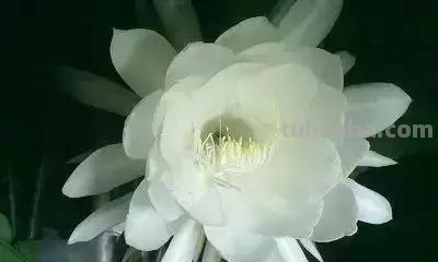 花的花语(100种)