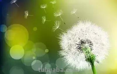 花的花语(100种)