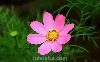 花的花语(100种)