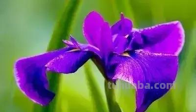 花的花语(100种)