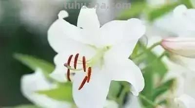 花的花语(100种)