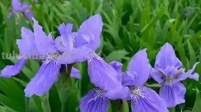 花的花语(100种)