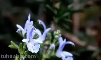 花的花语(100种)