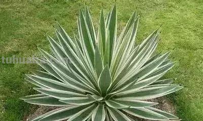 花的花语(100种)