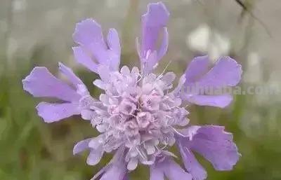 花的花语(100种)