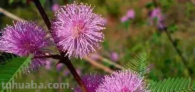 花的花语(100种)