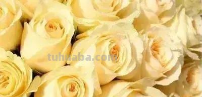 花的花语(100种)