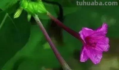 花的花语(100种)