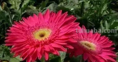 花的花语(100种)