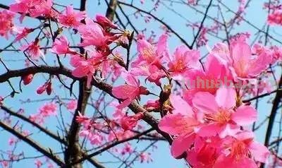 花的花语(100种)