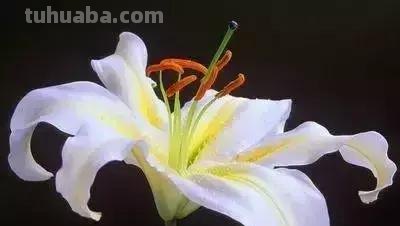 花的花语(100种)