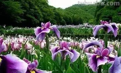 花的花语(100种)