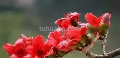 花的花语(100种)