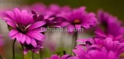 花的花语(100种)