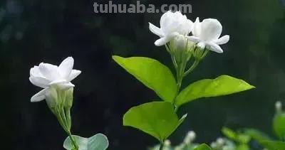 花的花语(100种)