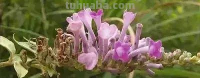 花的花语(100种)