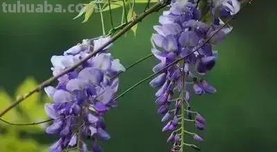 花的花语(100种)