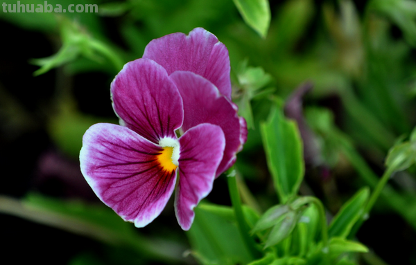 花的花语(100种)