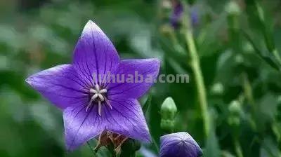 花的花语(100种)