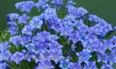 花的花语(100种)