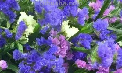 花的花语(100种)