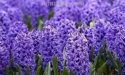 花的花语(100种)