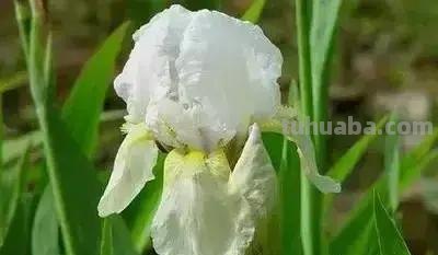 花的花语(100种)