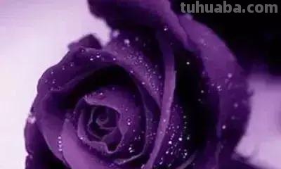 花的花语(100种)