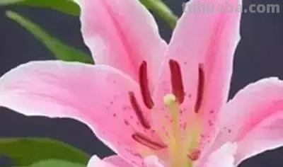 花的花语(100种)