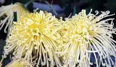 花的花语(100种)