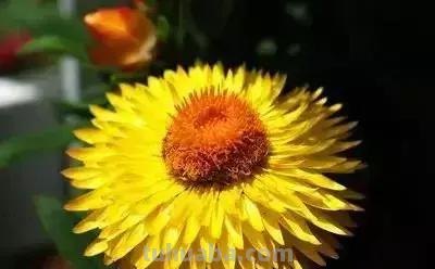 花的花语(100种)