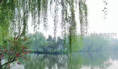 花的花语(100种)