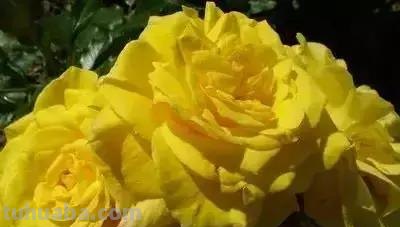 花的花语(100种)